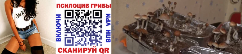 Галлюциногенные грибы мицелий Купить где Глазов